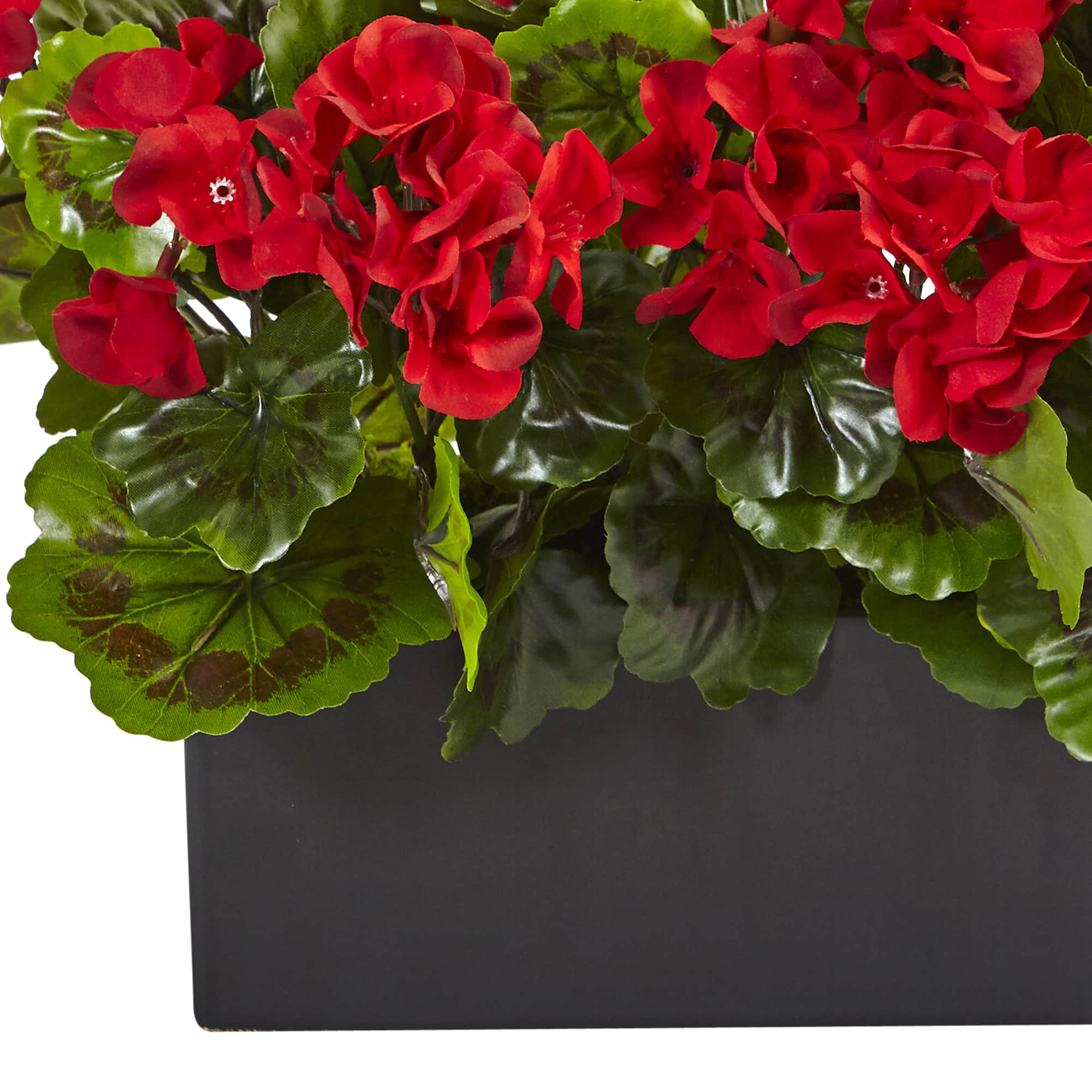 13" Geranium in Rectangular Planter